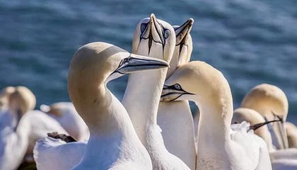 开云app下载-沃尔夫斯堡阵痛调整，外援连环伤退成大问题，沃尔夫斯堡转会消息