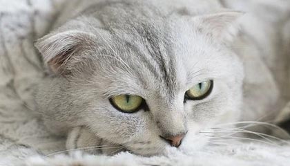 开云体育官网入口-挪威女足联盟最新赛况引发球迷热议，女足 挪威