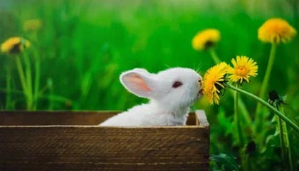 开云体育官网入口-挪威女足联盟最新赛况引发球迷热议，女足 挪威